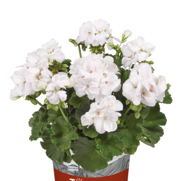 White Geraniums - Individual, 25cm (Pelargonium Zonale)