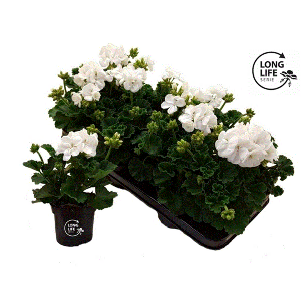 White Geraniums - Individual, 25cm (Pelargonium Zonale)