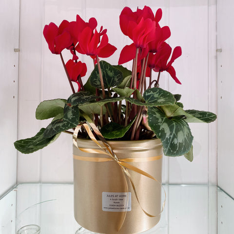 Red Cyclamen in Gold Pot