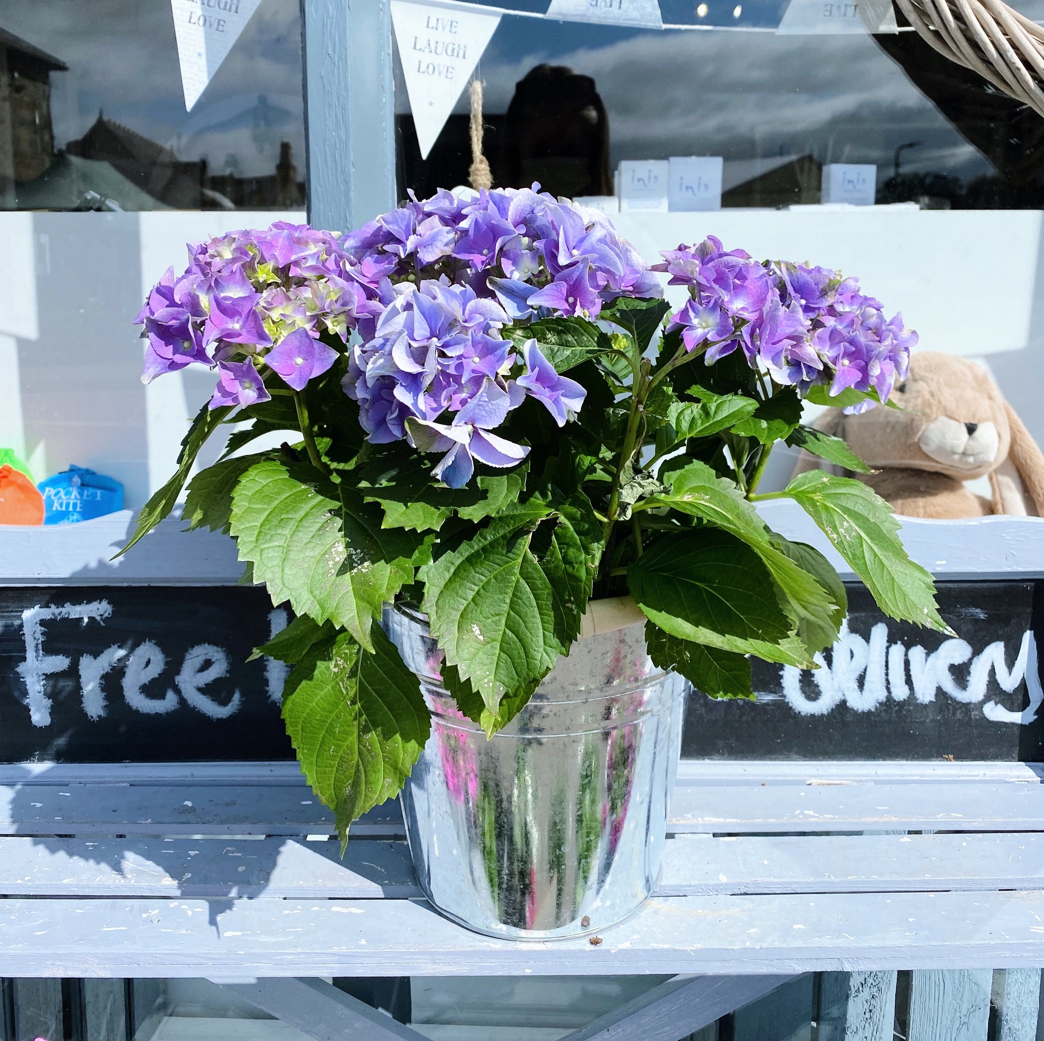 Large Potted Blue Hydrangea