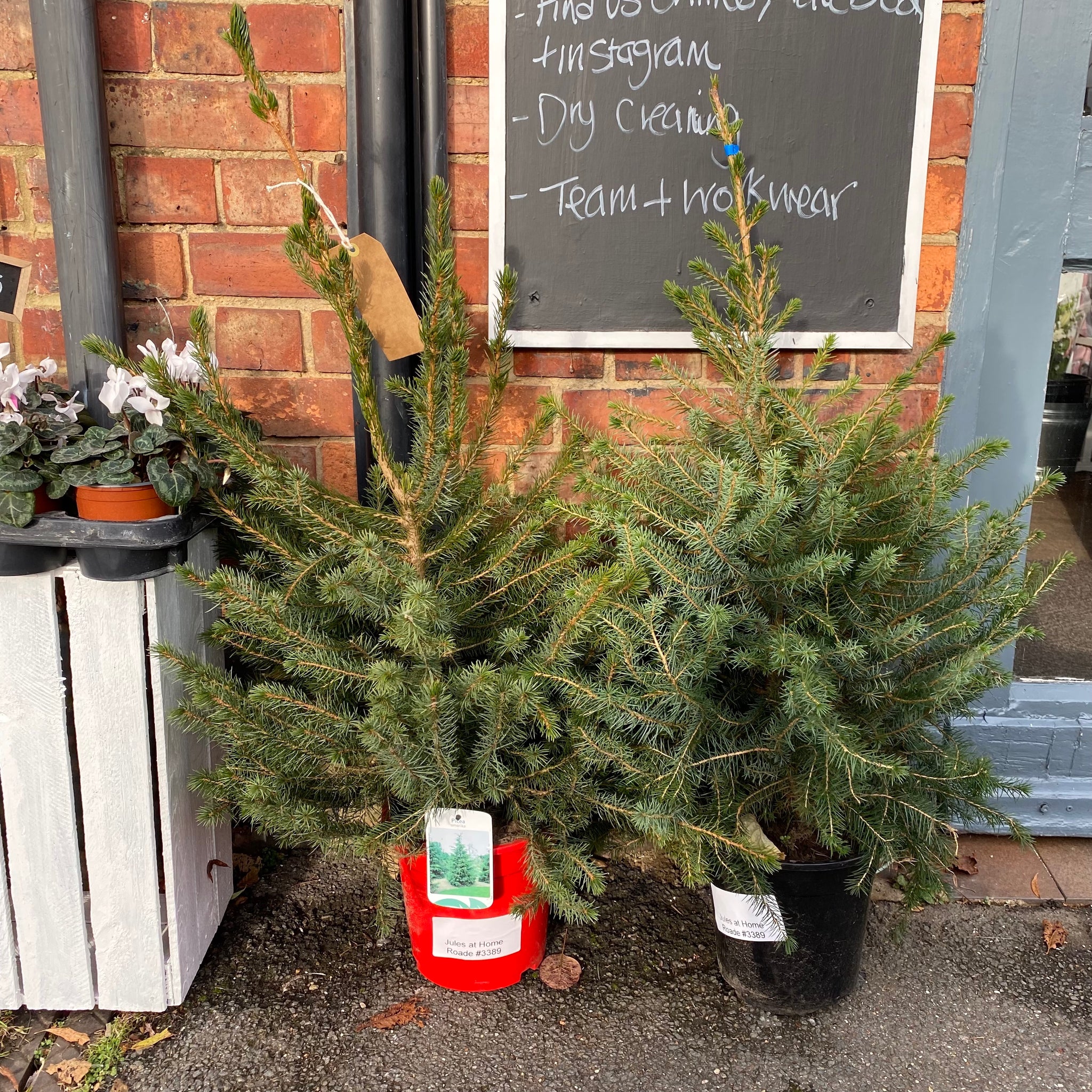 Reduced Real Christmas Trees - Potted and Rooted