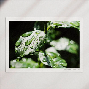 Dew Drop Leaves A4 Print