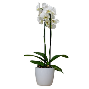 White Orchid in a Pot