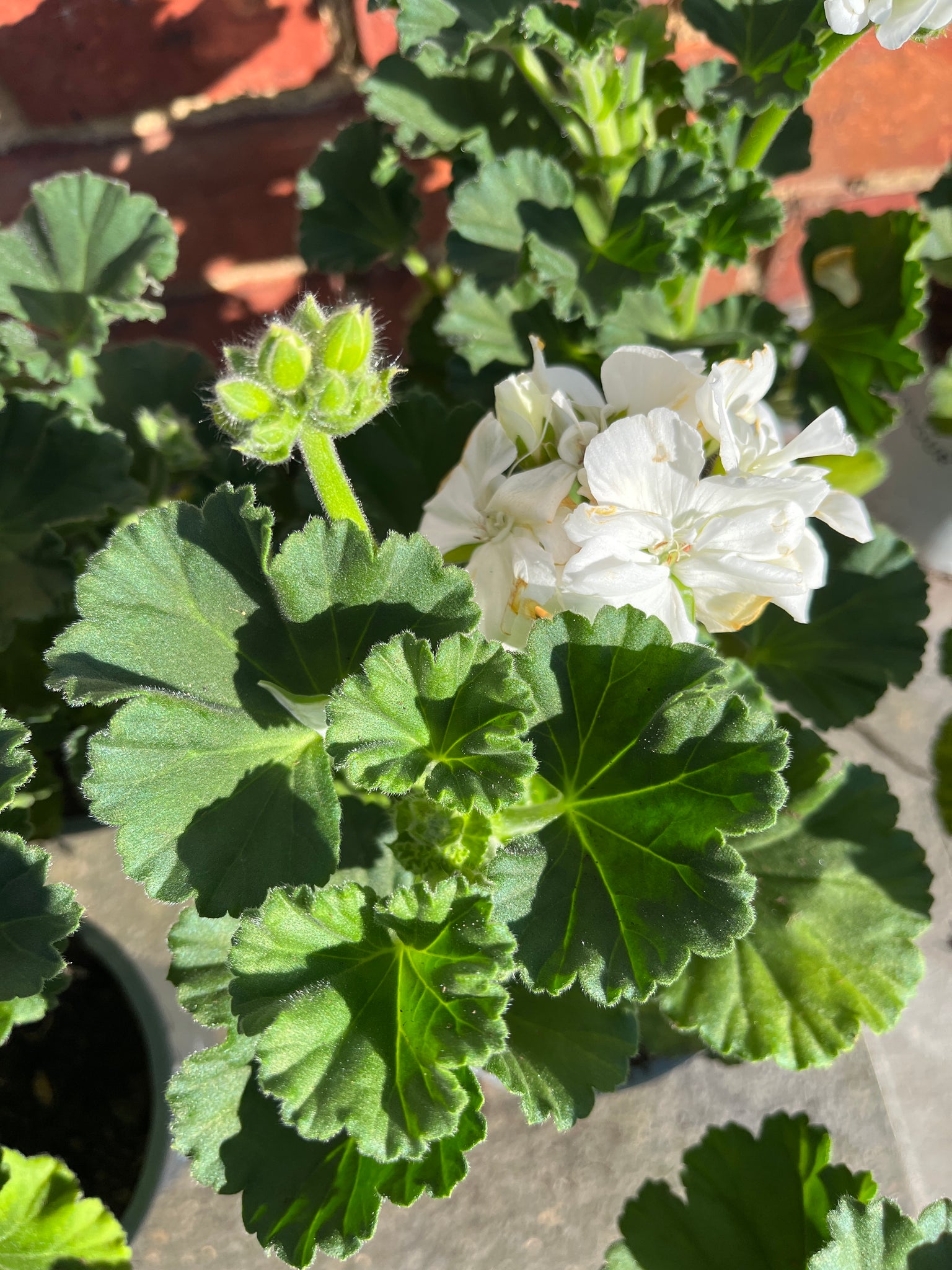 White summer Geraniums