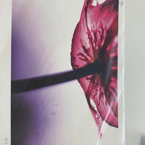Red poppy -UK print 30 x 22cm
