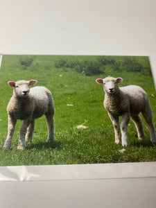 Romney marsh lambs card large