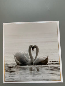 Black and white swan card