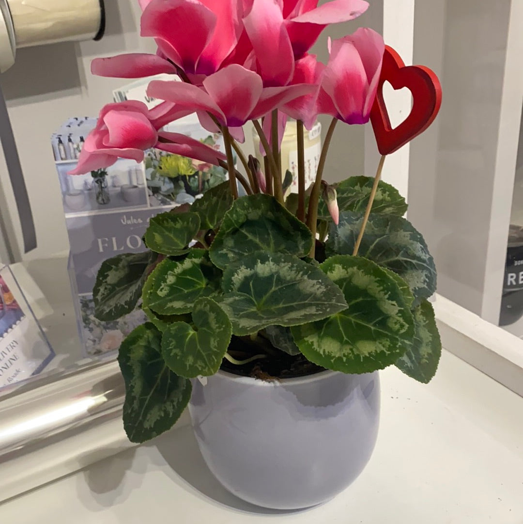 pink cyclamen in a pot with heart