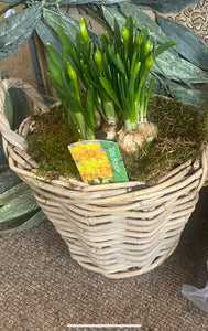Wicker larger daffodils planter