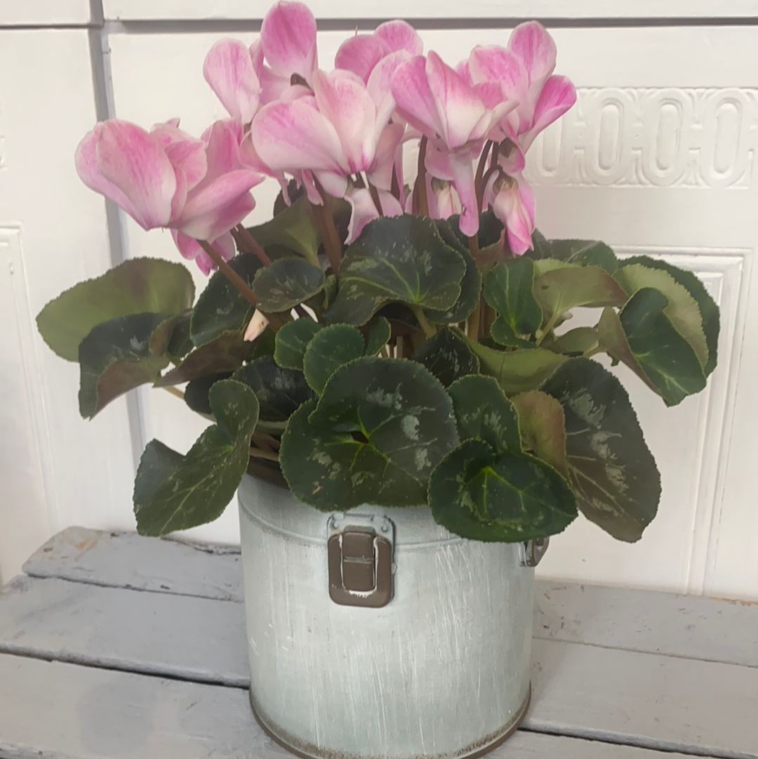 Large pink cyclamen in a rustic or similar pot