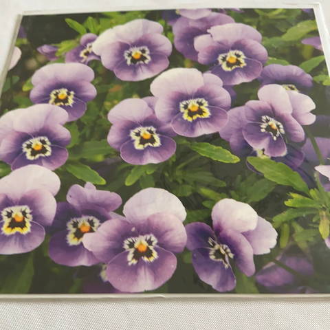 Violas card
