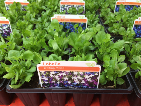 9 pack bedding mixed lobelia trailing