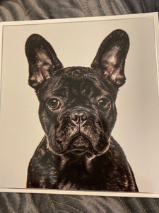 French bulldog black and white card