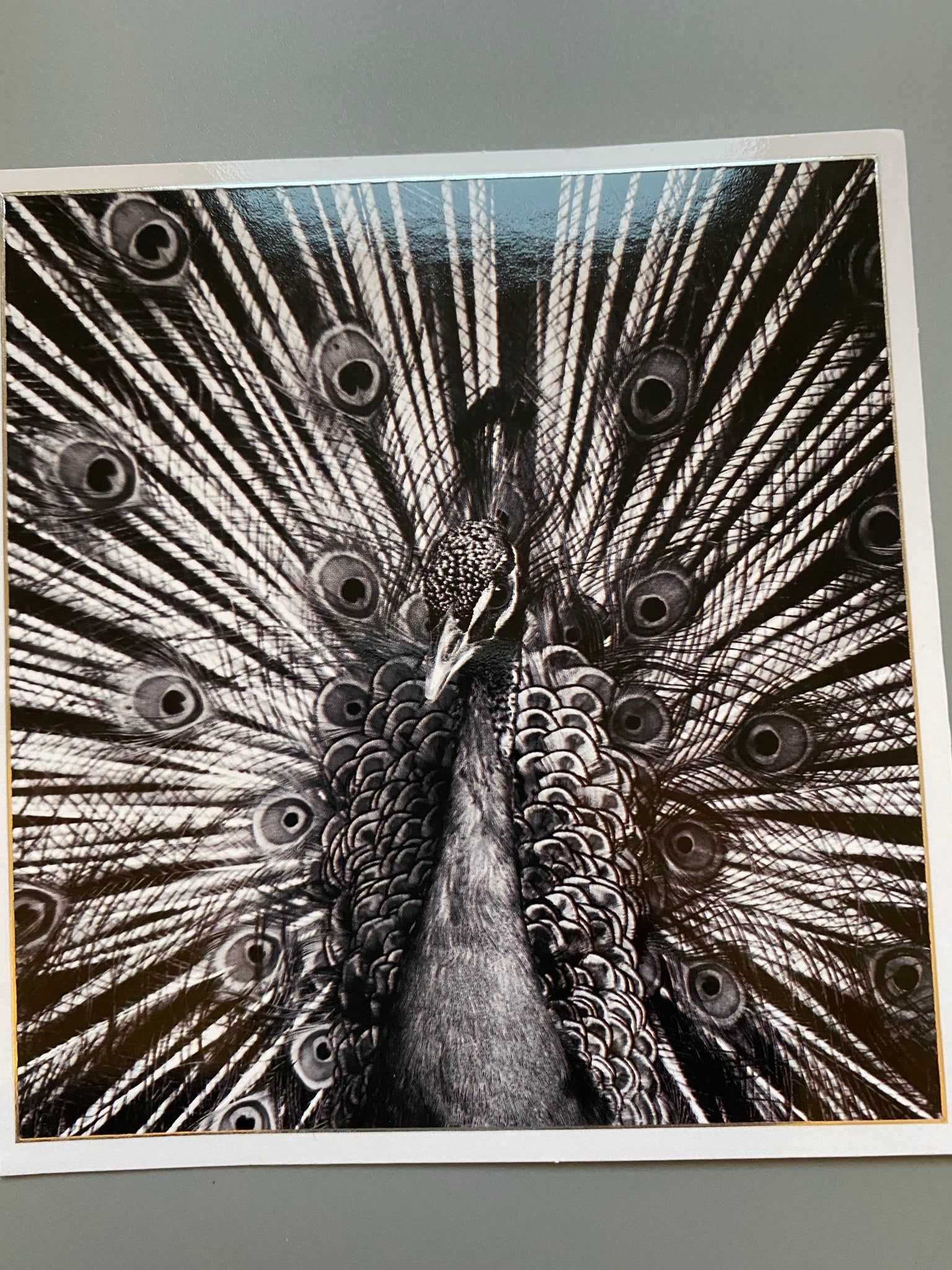 Peacock blank card ( black and white)
