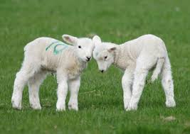 Two Spring Lambs Blank Card